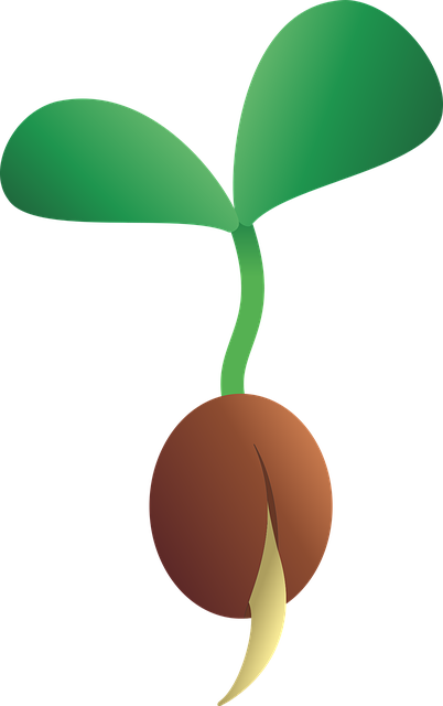 illustration game graine verte